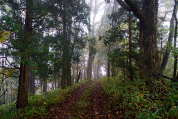 霧の林の中道