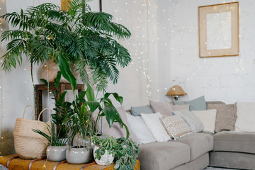 Cozy living room interior with plants in flowerpots