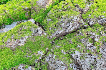 바위 위에 붙은 녹색의 해초