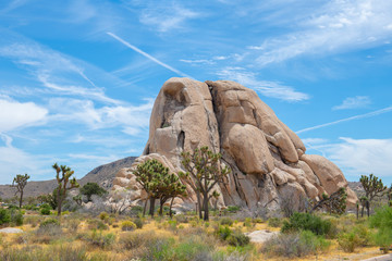 Joshua Trees in Joshua Tree National Park near Yucca Valley, California CA, USA.