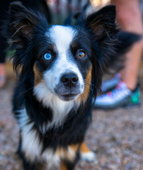 portrait of a dog with two different colored eyes