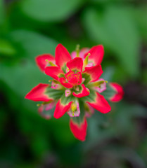 Obraz premium A vibrant spring flower