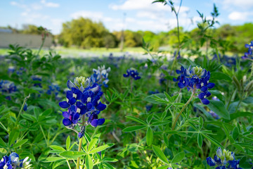 A field of bluebonnet flowers