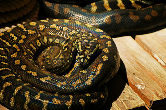 The Pythonidae, commonly known simply as pythons