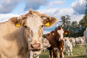 Portrait einer Kuh in ihrer Herde