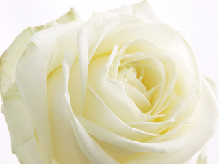 White rose in increase. Flower in macro on white background.