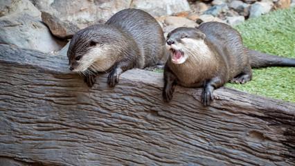 A pair of otters