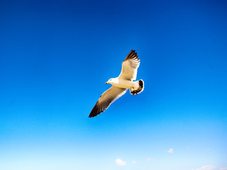 Flying Seagull Eat Shrimp Snack, Muchangpo Beach, Boryeong, Chungnam, South Korea, Asia.