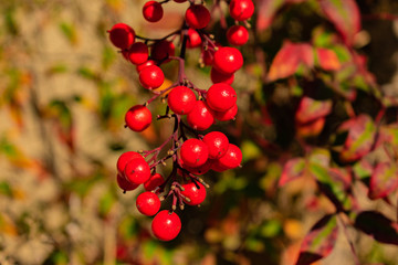 red berries on a branch