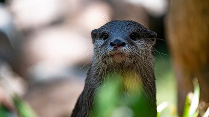 Otter in the wild looking towards the camera