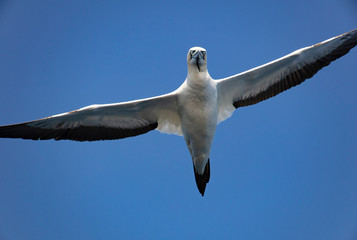 seagull in the sky