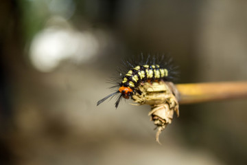 A little caterpillar possed in a green leaf