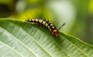 A little caterpillar possed in a green leaf