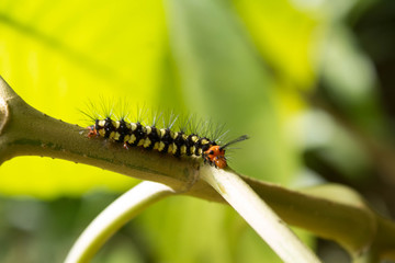 A little caterpillar possed in a green leaf