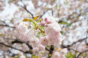 Japan, Tokyo, cherry tree 