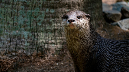 Otter looking just off camera