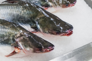 Raw Pangasius Fish putting and freeze on ice for sale at the seafood and fish market in Thailand. Animal for food, ingredient.