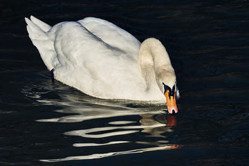 stolzer weisser schwan schwimmt in dezember sonne