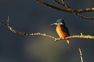 Eisvogel sitzt auf seinem Ast und sonnt sich in der Wintersonne