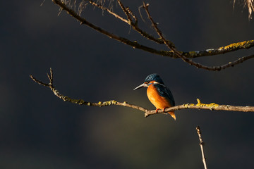 Eisvogel sitzt auf seinem Ast und sonnt sich in der Wintersonne