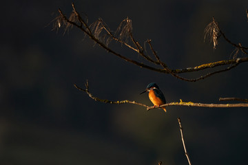 Eisvogel sitzt auf seinem Ast und sonnt sich in der Wintersonne