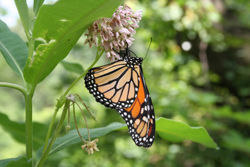 Monarch butterfly on flower
