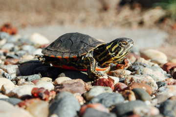 turtle on pebbles