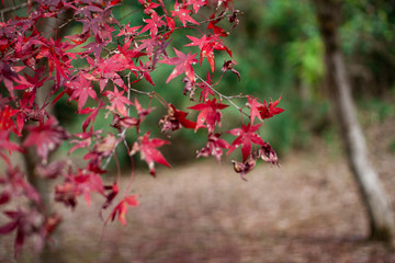 紅葉