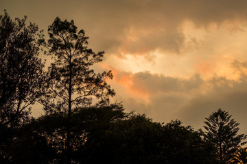 Fototapeta na wymiar sunrise clouds and tree