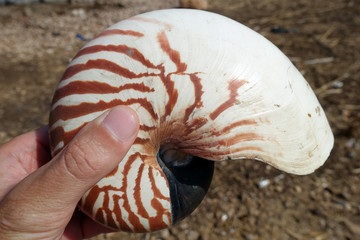 Indonesia Alor - giant tiger nautilus shell in hand