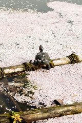 Japan, Tokyo, Ueno Park turtle