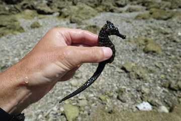 Indonesia Alor - huge seahorse in hand