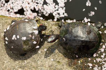 Japan, Tokyo, Ueno Park turtle