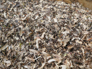 ants on pile of leaves