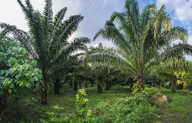 Panoramic view of palm oil plantations under the blue cloudy sky in Krabi province, Thailand