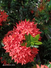 red flowers in the garden