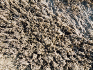 Aerial view of reeds