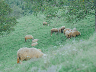 flock of sheep in mountains