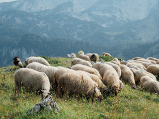 sheep in the mountains