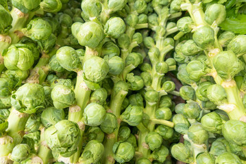 Bright green Brussel sprouts on stalks