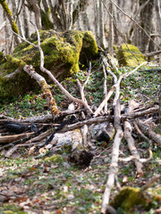 stack of branches in the woods