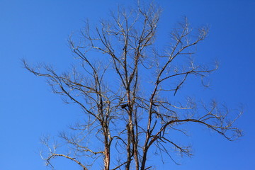 Tree silhouette isolated on blue