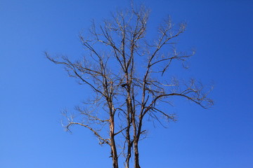Tree silhouette isolated on blue