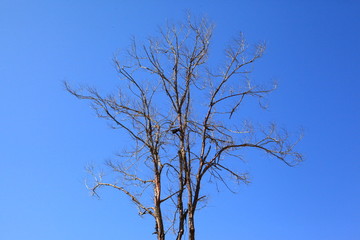Tree silhouette isolated on blue