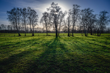 Baumreihe auf einer Weide mit der Mittagssonne im Hintergrund