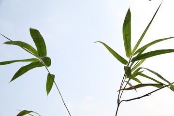 bamboo leaves isolated on sky