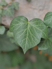 green leaf ivy
