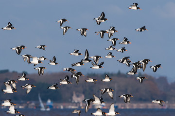 Eurasian Oystercatcher flying over sea at daytime. Their Latin name are Haematopus ostralegus.