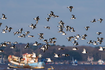 Eurasian Oystercatcher flying over sea at daytime. Their Latin name are Haematopus ostralegus.