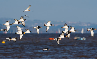 Eurasian Oystercatcher flying over sea at daytime. Their Latin name are Haematopus ostralegus.